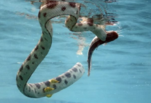 Hundreds of venomous snakes seen floating on flooded roads in China; video will leave you shaken Hundreds of venomous snakes seen floating on flooded roads in China; video will leave you shaken