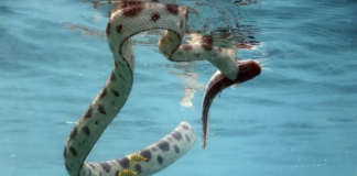 Hundreds of venomous snakes seen floating on flooded roads in China; video will leave you shaken Hundreds of venomous snakes seen floating on flooded roads in China; video will leave you shaken