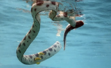 Hundreds of venomous snakes seen floating on flooded roads in China; video will leave you shaken Hundreds of venomous snakes seen floating on flooded roads in China; video will leave you shaken