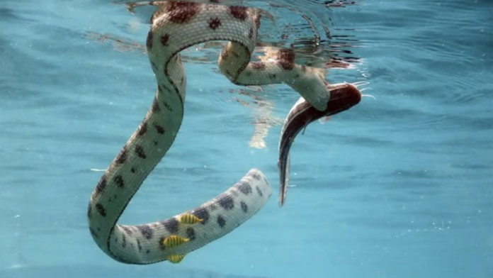 Untitled design (35) Hundreds of venomous snakes seen floating on flooded roads in China; video will leave you shaken