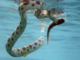 Hundreds of venomous snakes seen floating on flooded roads in China; video will leave you shaken Hundreds of venomous snakes seen floating on flooded roads in China; video will leave you shaken