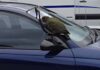 Meet The Kea, New Zealand’s Mischievous Parrot That Targets Parked Cars Meet The Kea, New Zealand's Mischievous Parrot That Targets Parked Cars