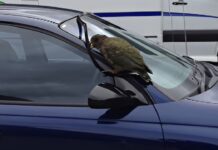 Meet The Kea, New Zealand’s Mischievous Parrot That Targets Parked Cars Meet The Kea, New Zealand's Mischievous Parrot That Targets Parked Cars