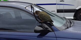 Meet The Kea, New Zealand’s Mischievous Parrot That Targets Parked Cars Meet The Kea, New Zealand's Mischievous Parrot That Targets Parked Cars
