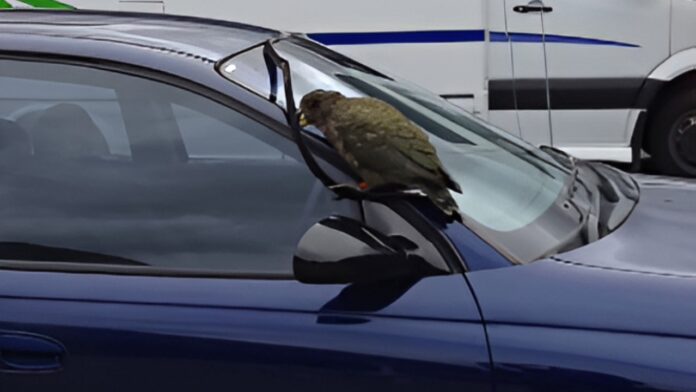Meet The Kea, New Zealand's Mischievous Parrot That Targets Parked Cars Meet The Kea, New Zealand's Mischievous Parrot That Targets Parked Cars