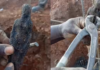 Viral Mystery: Pin-Stuck Doll Unearthed, Worker’s Claim Leaves Social Media Split Viral Mystery: Pin-Stuck Doll Unearthed, Worker's Claim Leaves Social Media Split