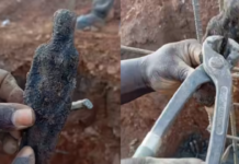 Viral Mystery: Pin-Stuck Doll Unearthed, Worker’s Claim Leaves Social Media Split Viral Mystery: Pin-Stuck Doll Unearthed, Worker's Claim Leaves Social Media Split