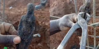 Viral Mystery: Pin-Stuck Doll Unearthed, Worker’s Claim Leaves Social Media Split Viral Mystery: Pin-Stuck Doll Unearthed, Worker's Claim Leaves Social Media Split