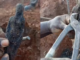 Viral Mystery: Pin-Stuck Doll Unearthed, Worker’s Claim Leaves Social Media Split Viral Mystery: Pin-Stuck Doll Unearthed, Worker's Claim Leaves Social Media Split