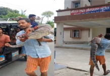 Bihar Farmer Carries Rescued Crocodile To Police Station After Alleged Delay In Response Bihar Farmer Carries Rescued Crocodile To Police Station After Alleged Delay In Response