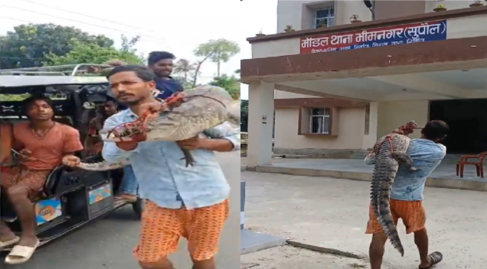 Bihar Farmer Carries Rescued Crocodile To Police Station After Alleged Delay In Response Bihar Farmer Carries Rescued Crocodile To Police Station After Alleged Delay In Response