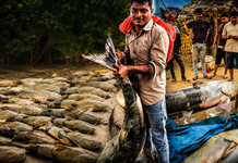Nepal Flood’s Bizarre Aftermath: Giant 100-Kg Fish Caught in Bihar, Videos Go Viral