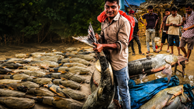 Nepal Flood’s Bizarre Aftermath: Giant 100-Kg Fish Caught in Bihar, Videos Go Viral
