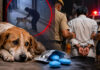 Amroha Shocker: Man Arrested for Alleged Unnatural Act with Female Dog, Blames Viagra