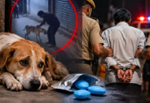 Amroha Shocker: Man Arrested for Alleged Unnatural Act with Female Dog, Blames Viagra