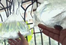 Coin in a water-filled polythene bag! Why are people hanging it around their homes? Know about this viral hack