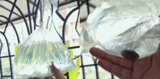Coin in a water-filled polythene bag! Why are people hanging it around their homes? Know about this viral hack