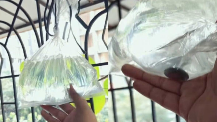Coin in a water-filled polythene bag! Why are people hanging it around their homes? Know about this viral hack