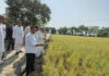 Hailstorm Destroys Paddy Crops in Ratia, Former MLA Laxman Napa Seeks Compensation for Farmers
