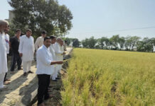 Hailstorm Destroys Paddy Crops in Ratia, Former MLA Laxman Napa Seeks Compensation for Farmers