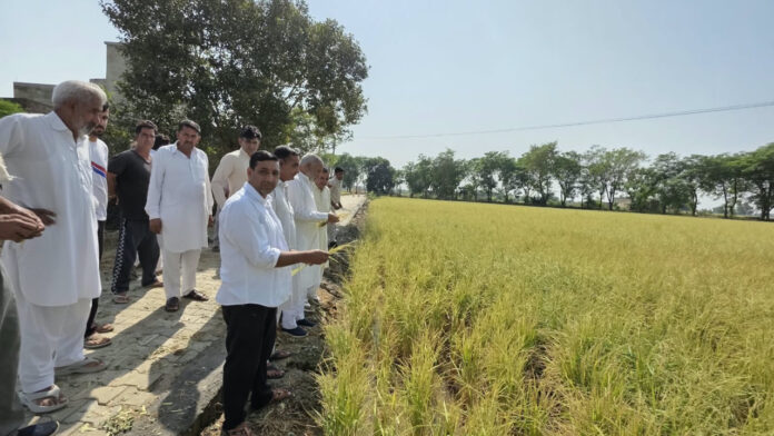 Hailstorm Destroys Paddy Crops in Ratia, Former MLA Laxman Napa Seeks Compensation for Farmers