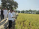 Hailstorm Destroys Paddy Crops in Ratia, Former MLA Laxman Napa Seeks Compensation for Farmers