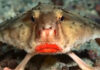 World's strangest fish, with lipstick-coated lips; moves like humans on the seashore