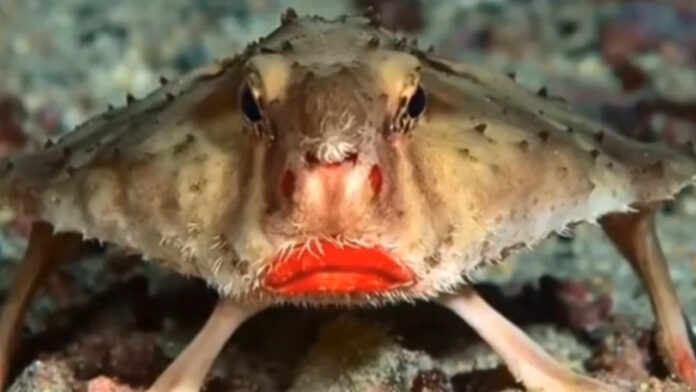 World's strangest fish, with lipstick-coated lips; moves like humans on the seashore