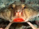 World's strangest fish, with lipstick-coated lips; moves like humans on the seashore
