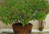 Does your Tulsi plant dry up in winter? Just follow these 4 simple steps