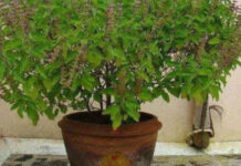 Does your Tulsi plant dry up in winter? Just follow these 4 simple steps