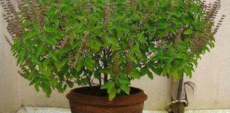 Does your Tulsi plant dry up in winter? Just follow these 4 simple steps