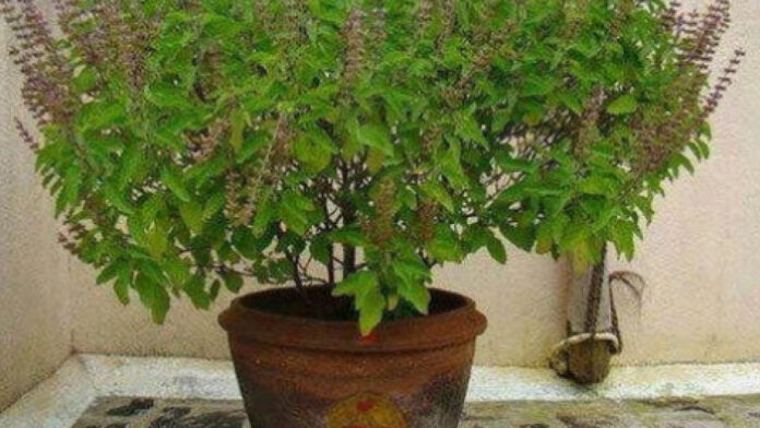Does your Tulsi plant dry up in winter? Just follow these 4 simple steps