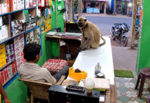 Viral Video: Langur Walks Into Mobile Shop and Hugs Shopkeeper, Internet Is Amazed